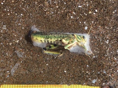 Diponthus argentinus