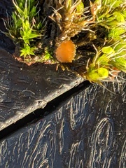 Octospora musci-muralis