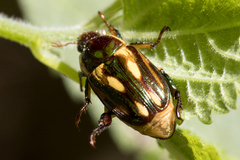 Pelidnota liturella