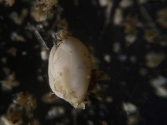 Quinqueloculina