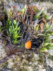 Octospora musci-muralis