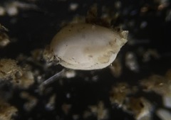 Quinqueloculina