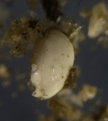 Quinqueloculina