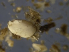 Quinqueloculina