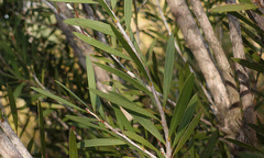 Melaleuca wimmerensis