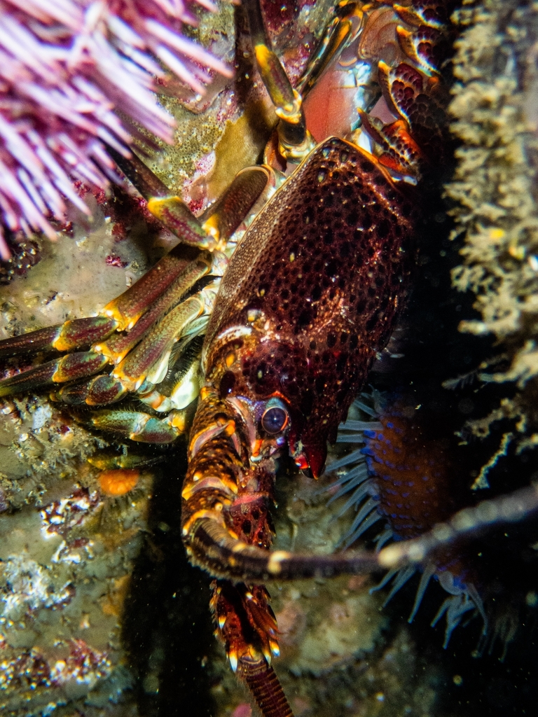 Cape Rock Lobster