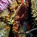 Cape Rock Lobster - Photo (c) Callum Evans, some rights reserved (CC BY-NC), uploaded by Callum Evans