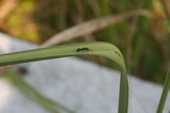 Dolichoderus taschenbergi