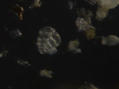 Bolivina