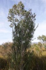 Melaleuca wimmerensis