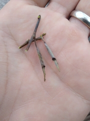 Limenitis archippus floridensis