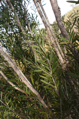 Melaleuca wimmerensis