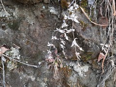 Galium valantioides