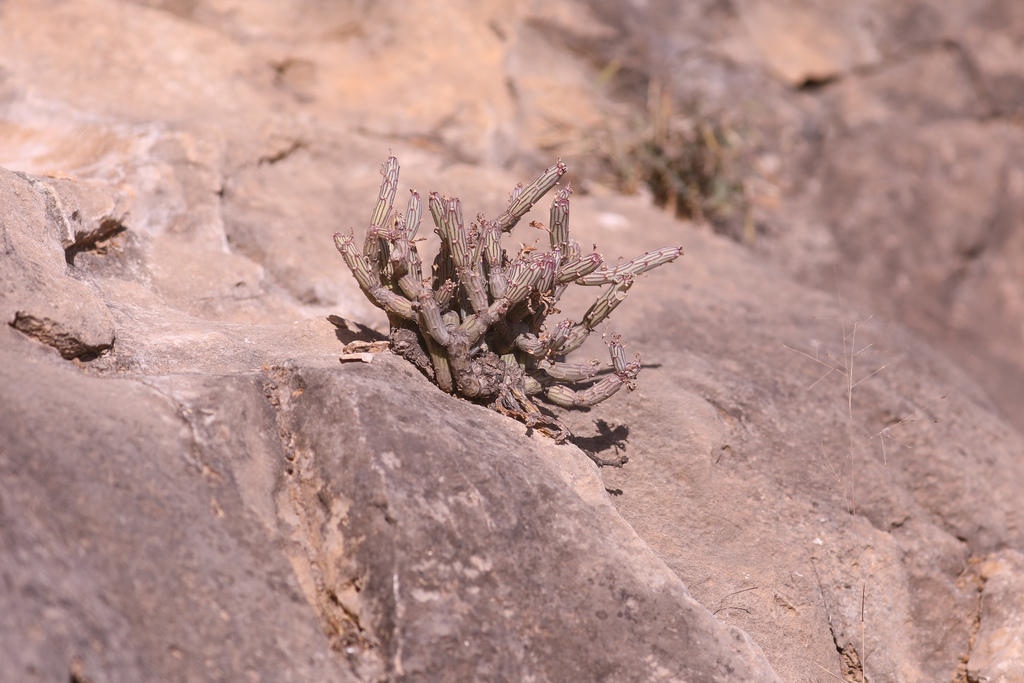 Senecio odorus (Forssk.) Sch.Bip. 3