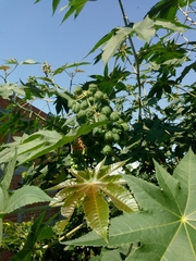 Ricinus communis