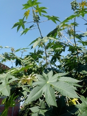 Ricinus communis
