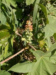 Ricinus communis