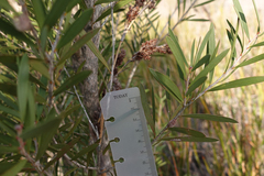 Melaleuca wimmerensis