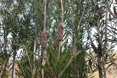 Melaleuca wimmerensis