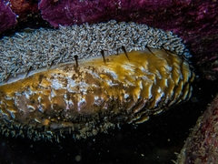 Haliotis midae