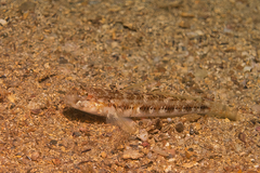 Gobius roulei