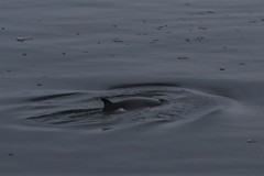 Balaenoptera bonaerensis