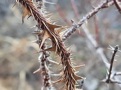 Rosa elasmacantha