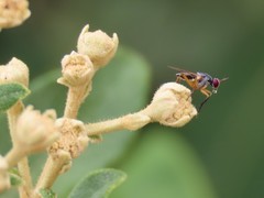 Anaphalantus longicornis