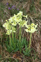 Primula intricata