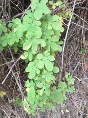 Tropaeolum ciliatum
