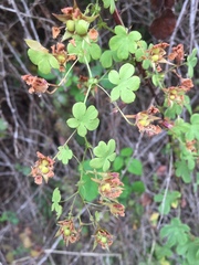 Tropaeolum ciliatum