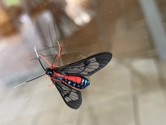 Cosmosoma auge