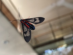 Cosmosoma auge