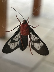 Cosmosoma auge