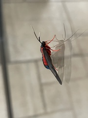 Cosmosoma auge