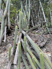 Cereeae