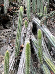 Cereeae