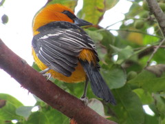 Icterus gularis