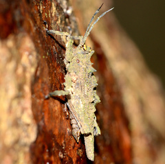 Discotettix kirscheyi