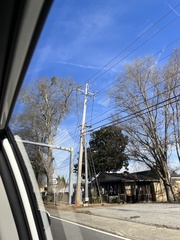 Phoradendron leucarpum