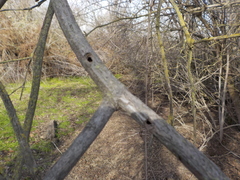 Desmocerus californicus dimorphus