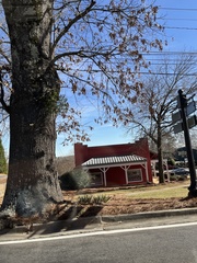 Phoradendron leucarpum