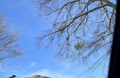 Phoradendron leucarpum