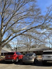 Phoradendron leucarpum