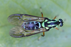 Raphiocera armata