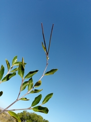 Mascarenhasia