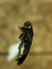 Agrilus cephalicus