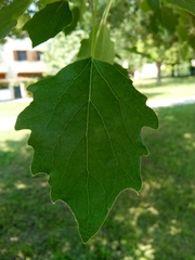 Populus × canescens