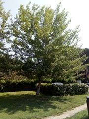 Populus × canescens