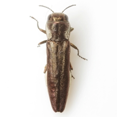 Agrilus obscurilineatus